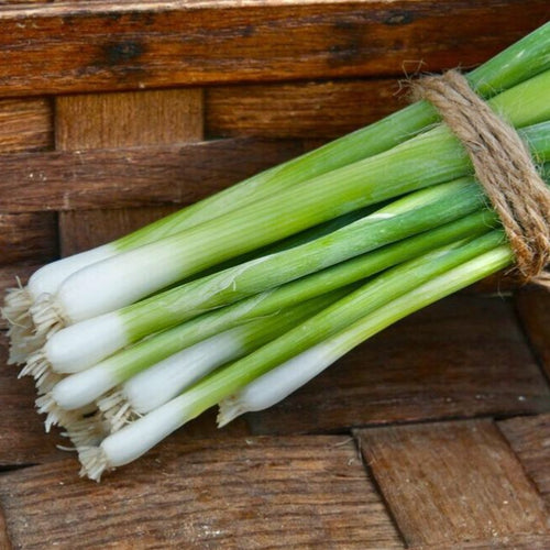 Green Onion Bunch