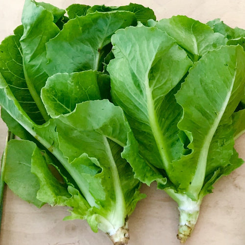 Head Lettuce - Romaine