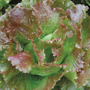 Head Lettuce - Red Summer Crisp