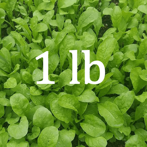 Arugula - 1 lb