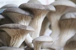 Blue Oyster Mushroom