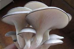 Blue Oyster Mushroom