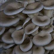 Blue Oyster Mushroom