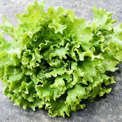 Head Lettuce - Green Summer Crisp