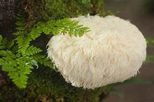 Load image into Gallery viewer, Lion&#39;s Mane Mushroom