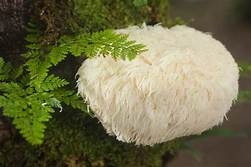 Lion's Mane Mushroom