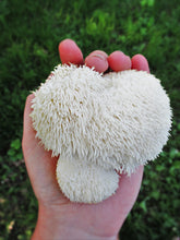 Load image into Gallery viewer, Lion&#39;s Mane Mushroom