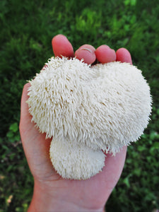 Lion's Mane Mushroom